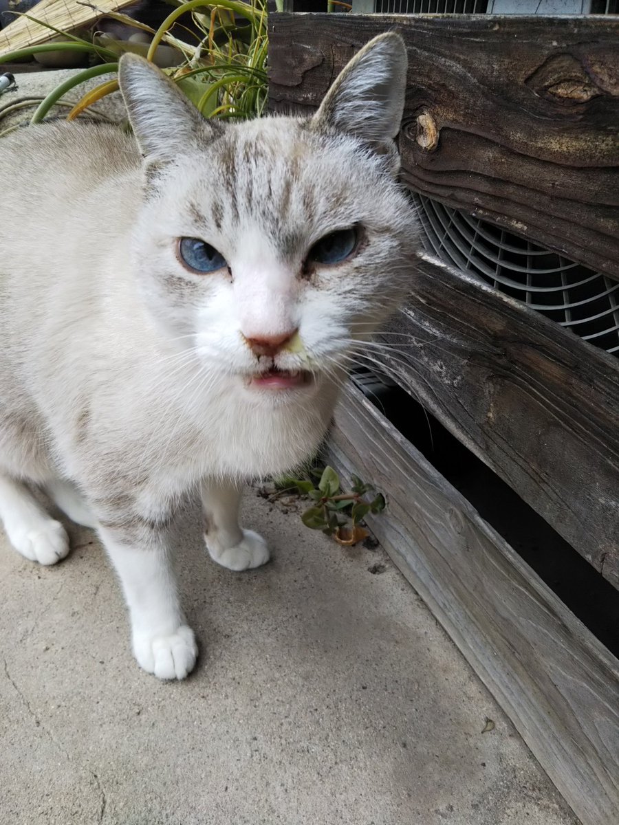 ぶちゃいくねこ様 ぶちゃいくねこ様 ブサイク猫の通販 | iichi 日々の