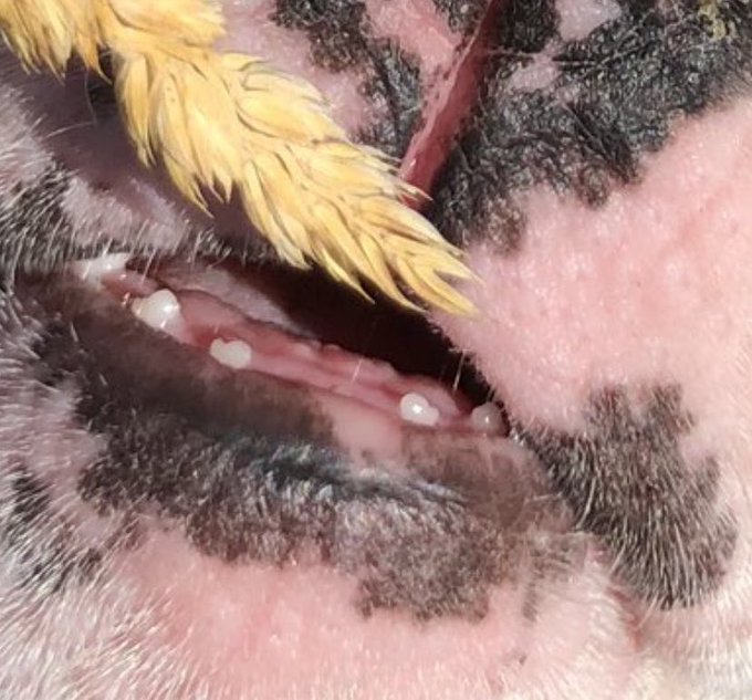 The whole 5 teeth😂😂😂 https://t.co/eMXBBLaqIa