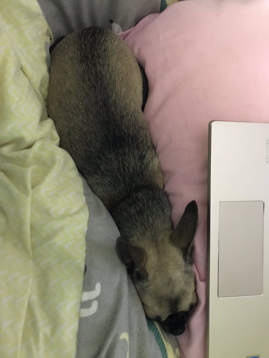 thegirls8882's tweet photo. Girls are flat out! Goodnight our paw friends! Lots of lv always 💕🐾 🌑 #wedvibes #humansbed #sweetdreams xxx https://t.co/QDCP3MEjPQ