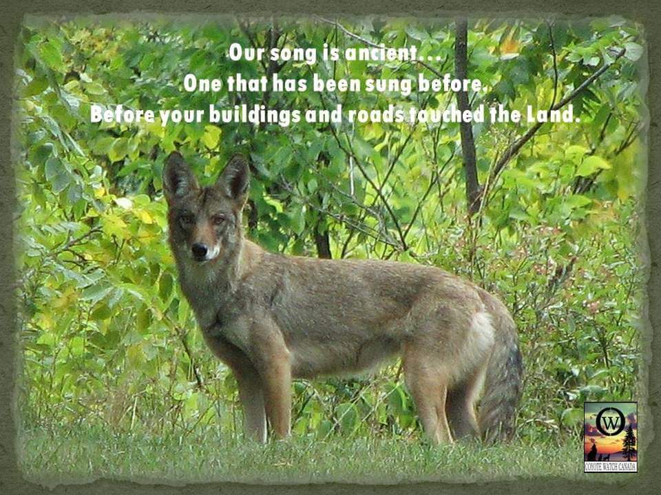 CoyoteWatchCAN's tweet photo. #wildWednesday
📷 In memory of 'Sundown'
An Eastern coyote
#iamcwc #coexistence #coyotesRcool #coyoteslivehere #wildlife_perfect #educatedonthate #AnimalWelfare #keepitwild #biodiversity #keystonespecies #canids #crueltyfree #wildandfree #songdogs https://t.co/VNWPdP85nC