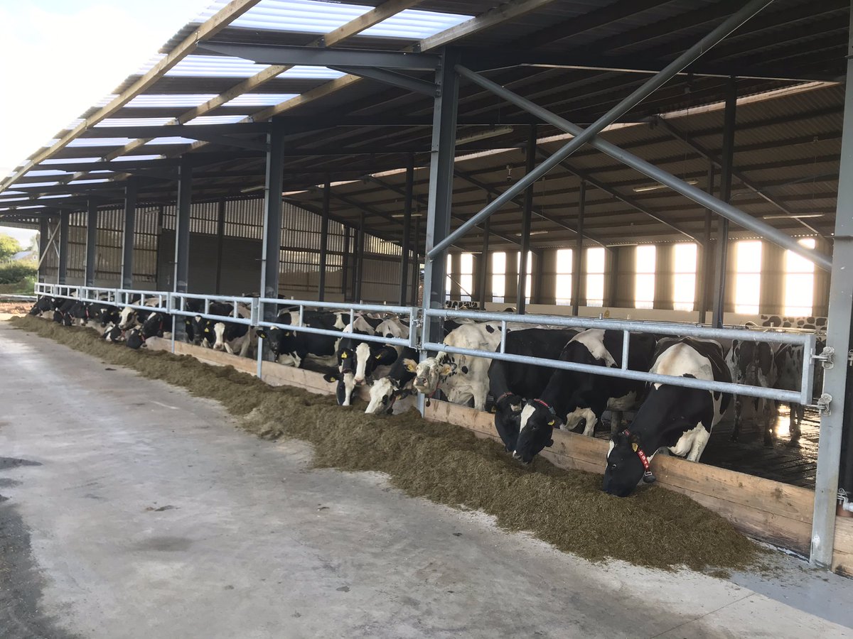 So.  Today we milked cows again for the first time in 15years.  51 arrived in milk from Bellemont Holsteins Coleraine.   First milking went smoothly as they are already robot trained.  Very happy👍