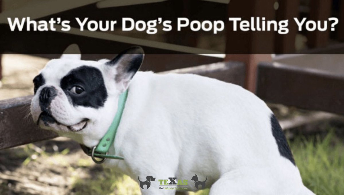 Do you know what your dogs 💩 means? We do!

Contact/ Follow Us:
Phone: (281) 760-3191
Website:texaspetwastesolutions.com
.
#pethealth #dogboarding #dogfood #petlover #doglife #doggy #dogdaycare #vet #catlover #petstore #dogwalking #BeirutExplosion #texaspetwastesolutions