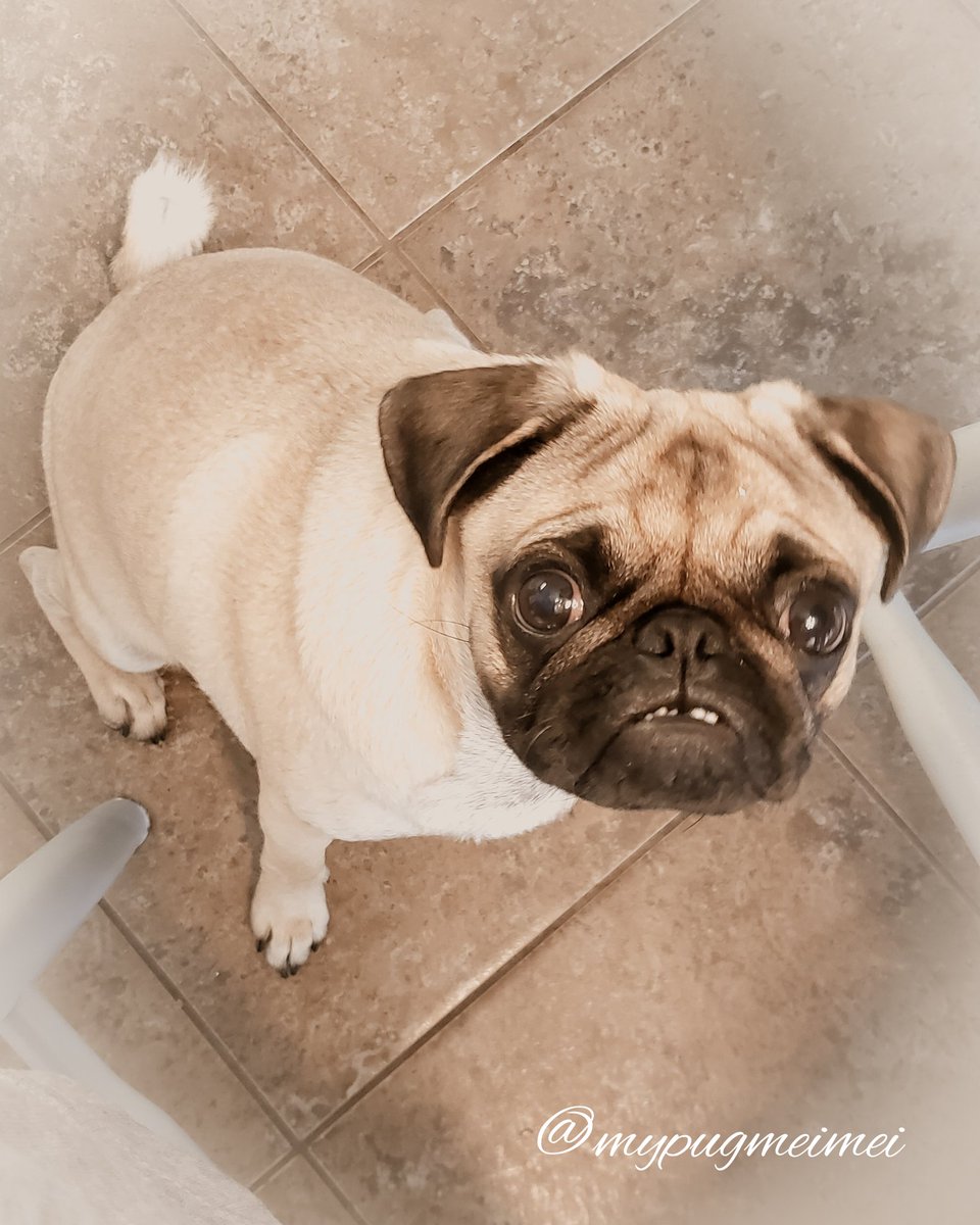MyPugMeiMei tweet media