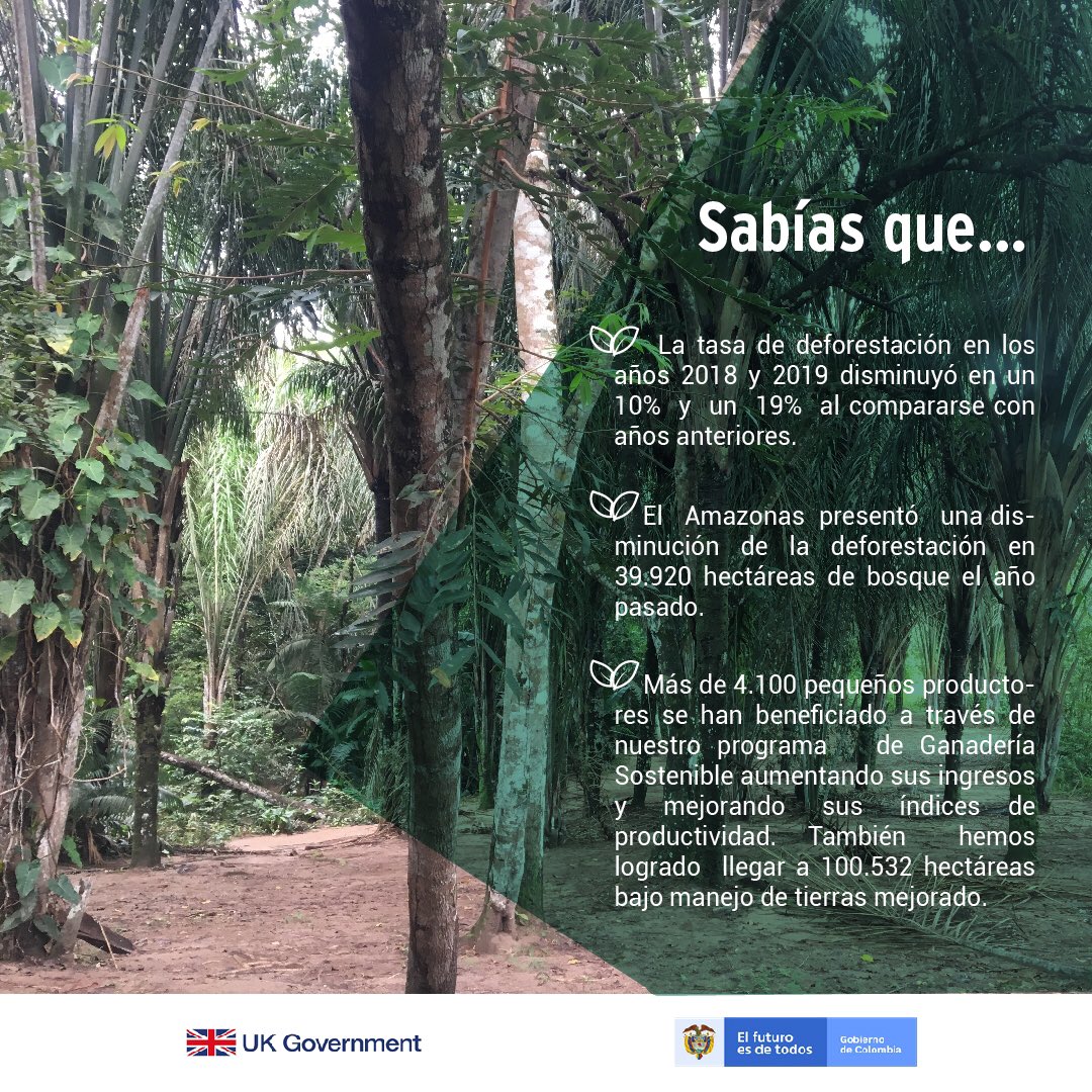 UKinColombia's tweet photo. #SabíasQue a raíz de los esfuerzos conjuntos entre nuestros países, y otros cooperantes, la tasa de deforestación en Colombia disminuyó en un 10% y 19% en 2018 y 2019 respectivamente? ¡Mañana celebra con nosotros el aniversario de la Alianza para el #CrecimientoSostenible! 🇬🇧🌳🇨🇴 https://t.co/DMecyl2K6s