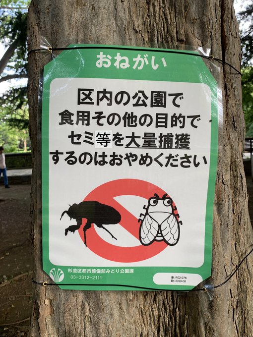 こわすぎ 東京都杉並区 公園に セミを食用などで大量捕獲しないで と張り紙 成虫も幼虫も乱獲 川口市も まとめダネ こわすぎ 東京都杉並区 公園に セミを食用などで大量捕獲しないで と張り紙 成虫も幼虫も乱獲 川口市も まとめダネ