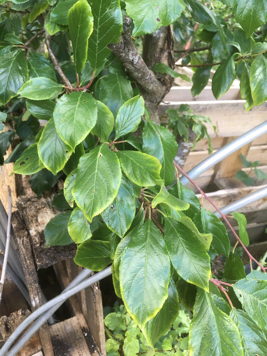 paulinedaniels's tweet photo. My friend has these huge plums growing on a tree in her orchard. They will not be ripe for a month or so. Does anyone recognise the leaf and variety as she’d love to know.! #plums #trees #fruit #gardening https://t.co/eztZfEnbq1