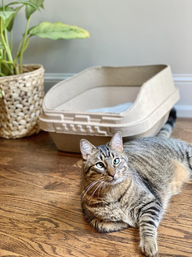 Did you know? A cat’s sensitivity to odor is greater than ours!💩

Learn about a healthy and sustainable alternative to unhealthy &amp; stinky litter boxes: kittysift.com
#kittylitter #cat #kitty #catlover #kittycat #kittysift #catlife #catlady #catsrule #rescuecat