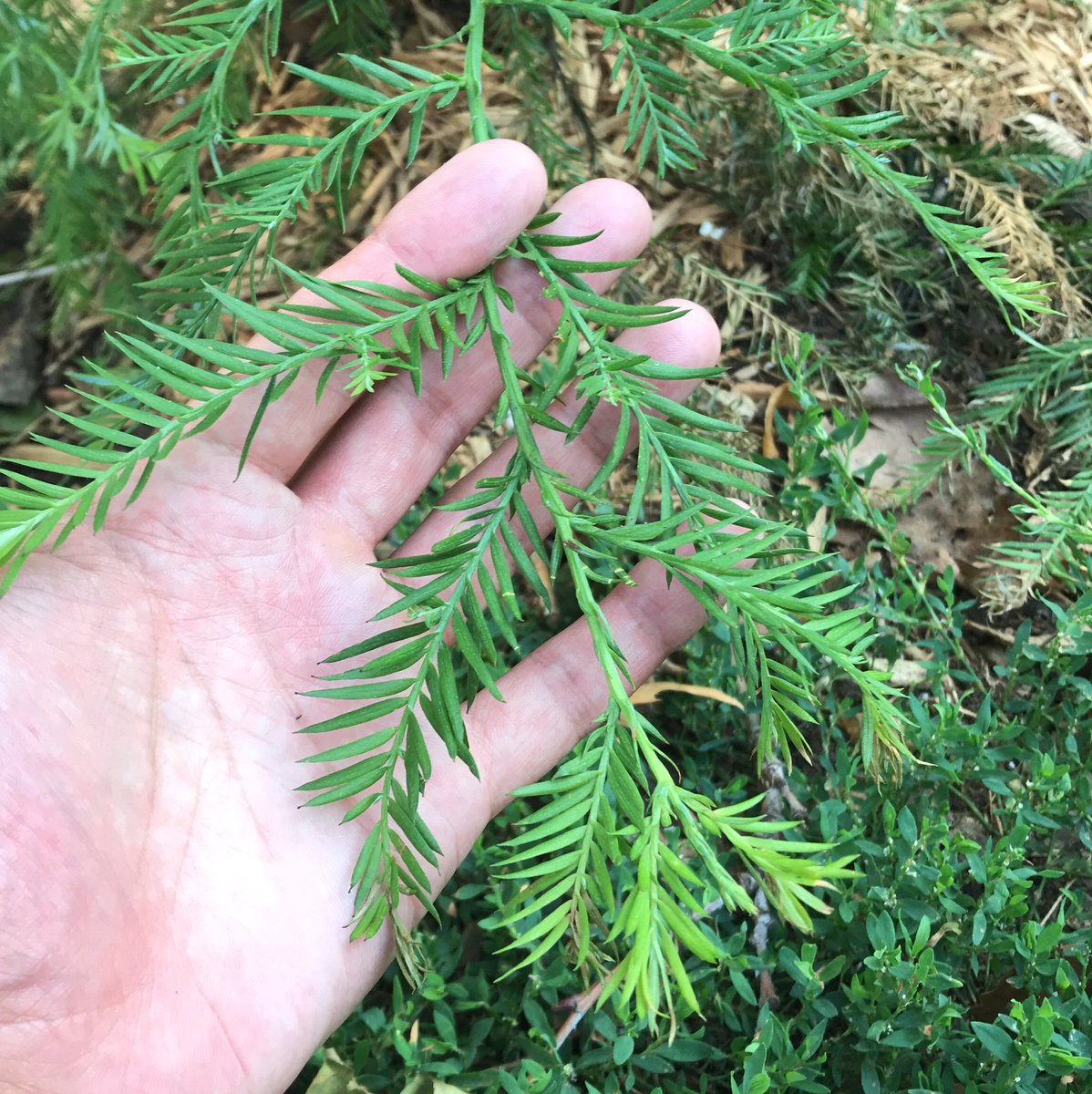 AdamWoodhead's tweet photo. Friend spotted this baby Sequoia at Maria Hernandez Park in Bushwick 🌲 https://t.co/dAC5ftb3cu