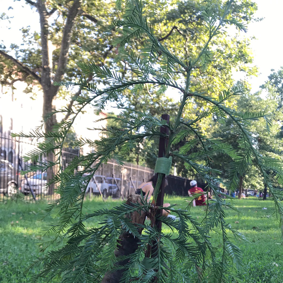 AdamWoodhead's tweet photo. Friend spotted this baby Sequoia at Maria Hernandez Park in Bushwick 🌲 https://t.co/dAC5ftb3cu