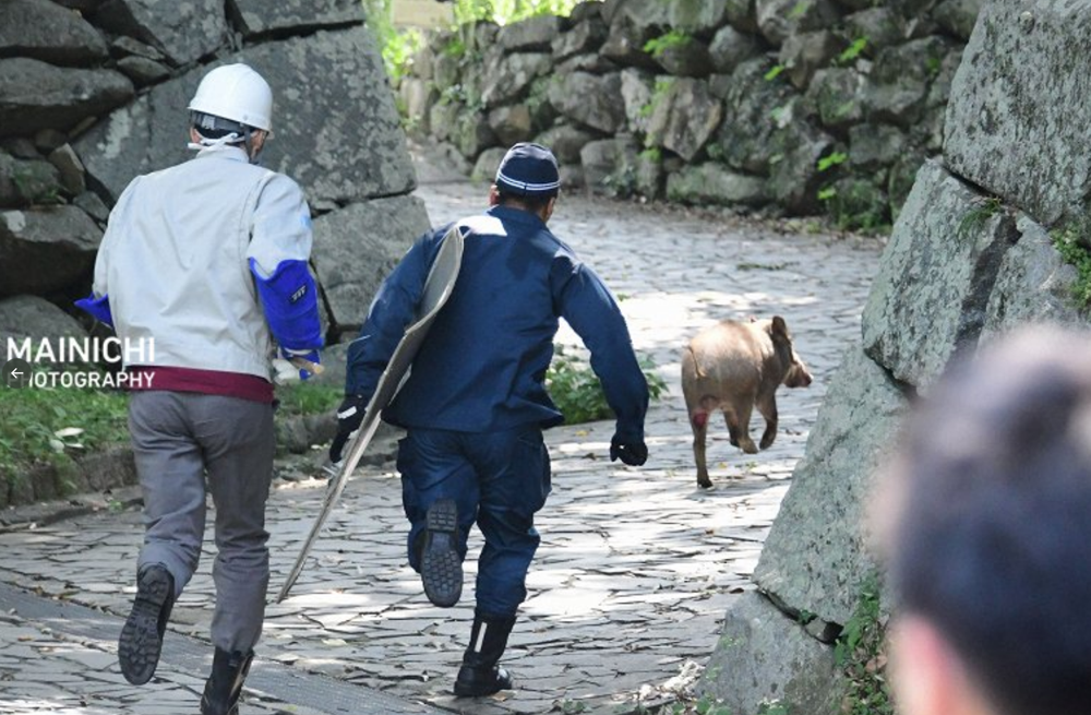 福岡 大濠公園でのイノシシ大捕物を撮影した 毎日新聞社の須賀川理カメラマン氏の写真が躍動感があって素晴らしい Togetter
