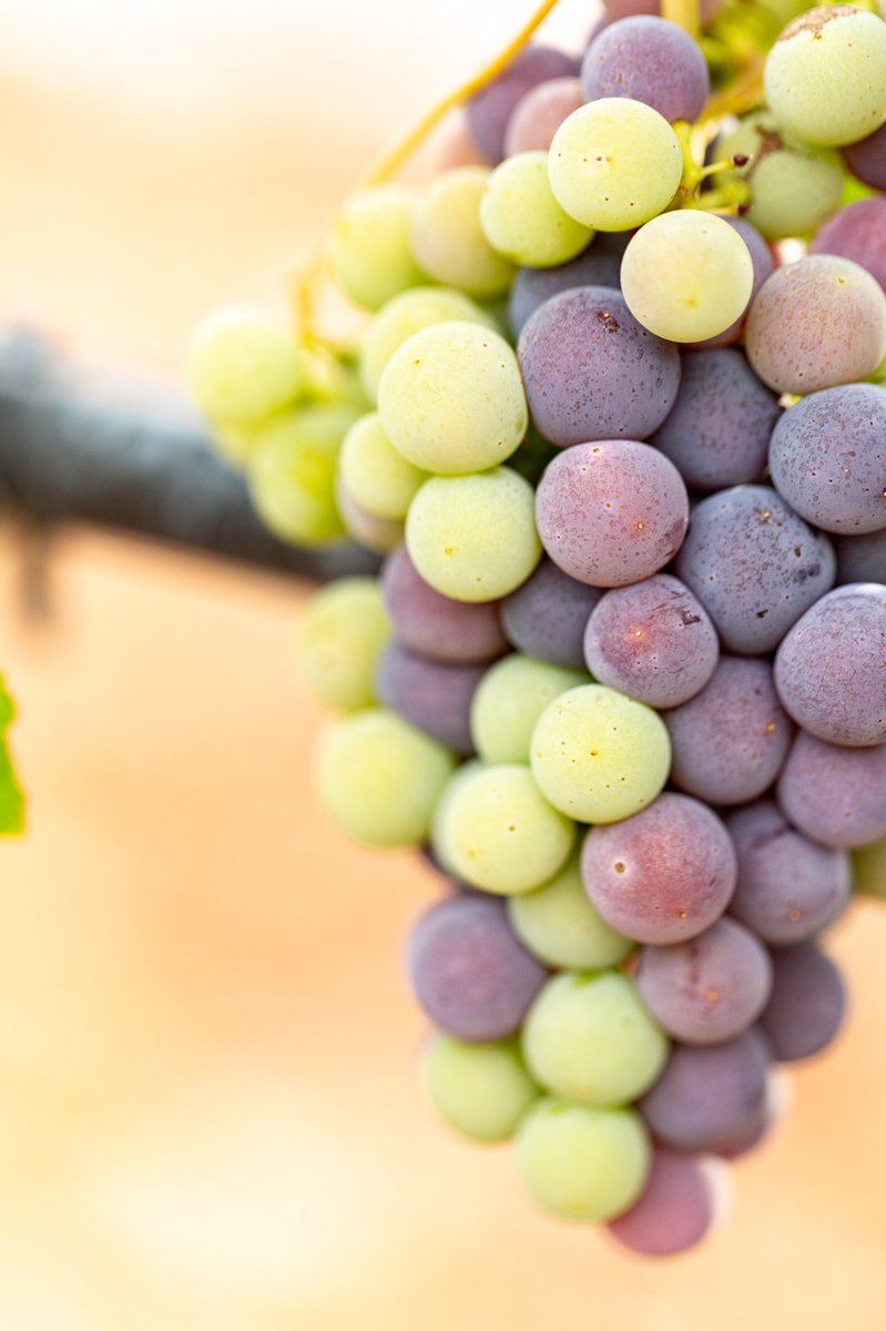 Caduceus Cellars tweet media