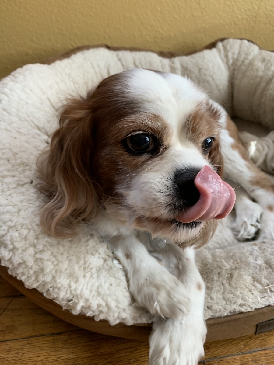 nerdette's tweet photo. Currently researching wheel assists for my elder dog and accidentally typed "wheel assists for gods" and honestly. it's the cutest typo I've encountered in ages. #dogsoftwitter #elderdogs https://t.co/DGyQ30JbuX