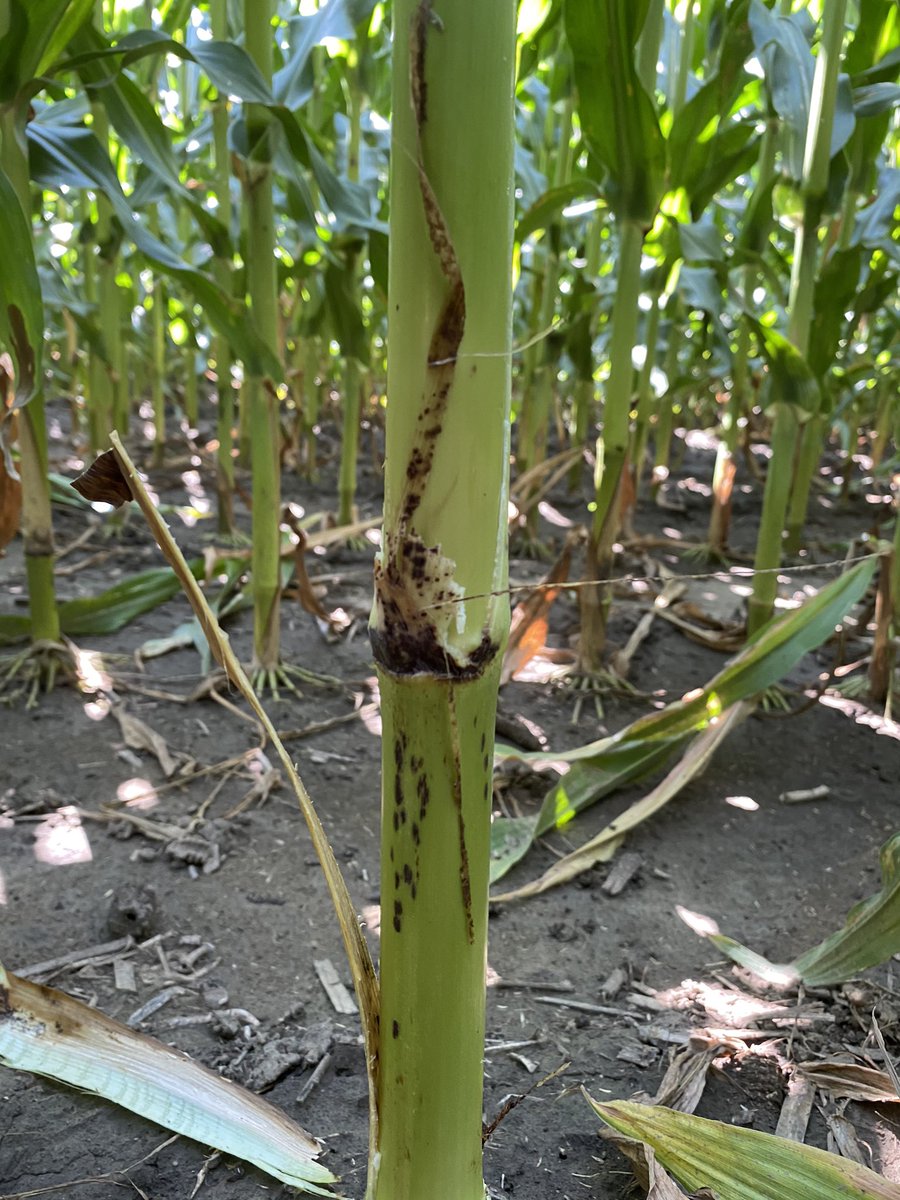 ToddClaussen's tweet photo. Physoderma maydis. Same pathogen for leaf symptoms of P Brown Spot as for P Node Break. No leaf symptoms but the sleeping problem is at the 7th and 8th nodes. https://t.co/AYKgmZu2fh