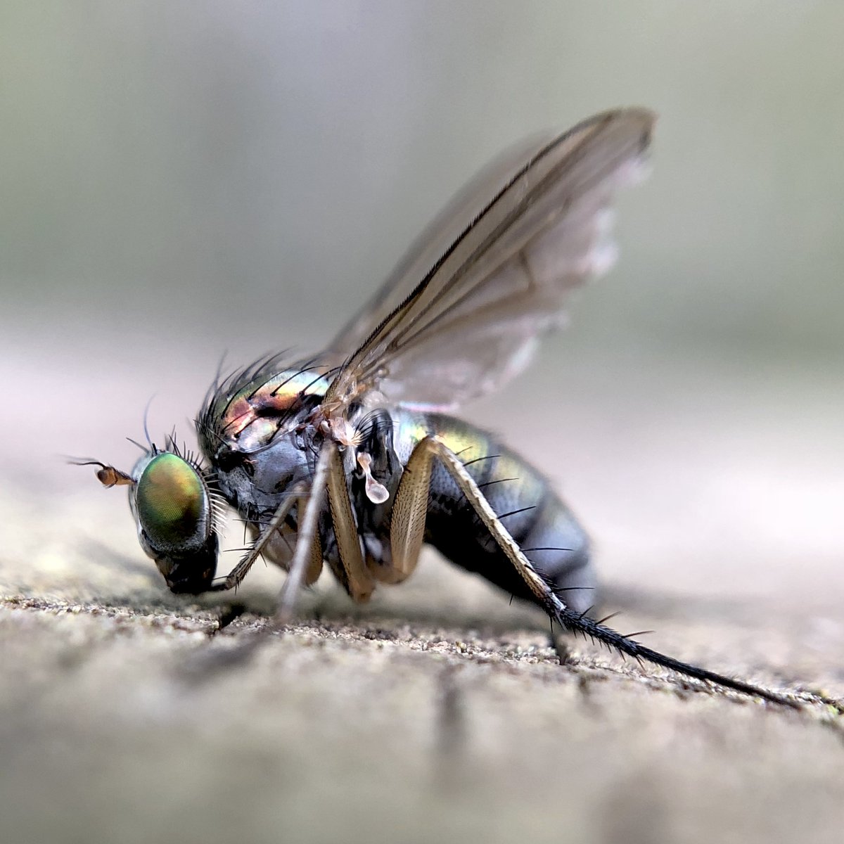 bernoid's tweet photo. Flies are ace #flies #lookingatflies #fly #flytweet https://t.co/NRHXHkhnhM