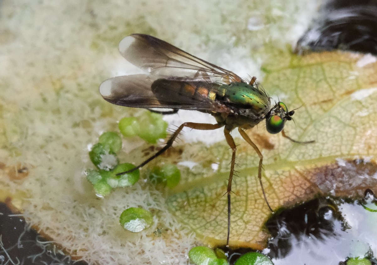 bernoid's tweet photo. Flies are ace #flies #lookingatflies #fly #flytweet https://t.co/NRHXHkhnhM
