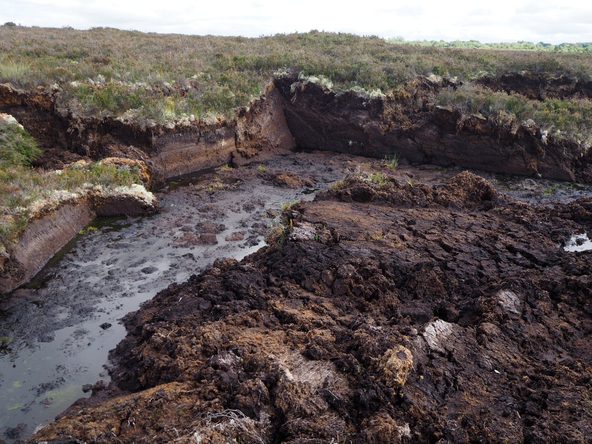 rayofoghlu's tweet photo. Is this our Amazon?

I may have had a bog epiphany today.

They are so beautiful and poignant and tragic all at the same time. https://t.co/CVWThExoyk