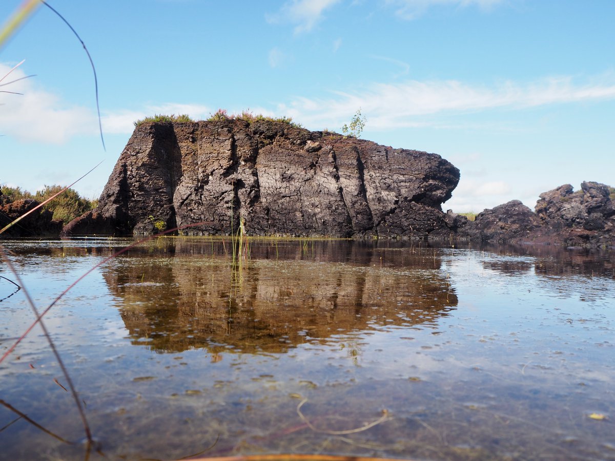rayofoghlu's tweet photo. Is this our Amazon?

I may have had a bog epiphany today.

They are so beautiful and poignant and tragic all at the same time. https://t.co/CVWThExoyk
