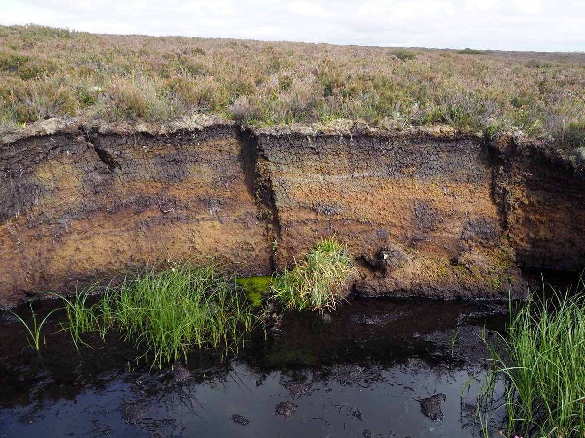 rayofoghlu's tweet photo. Is this our Amazon?

I may have had a bog epiphany today.

They are so beautiful and poignant and tragic all at the same time. https://t.co/CVWThExoyk