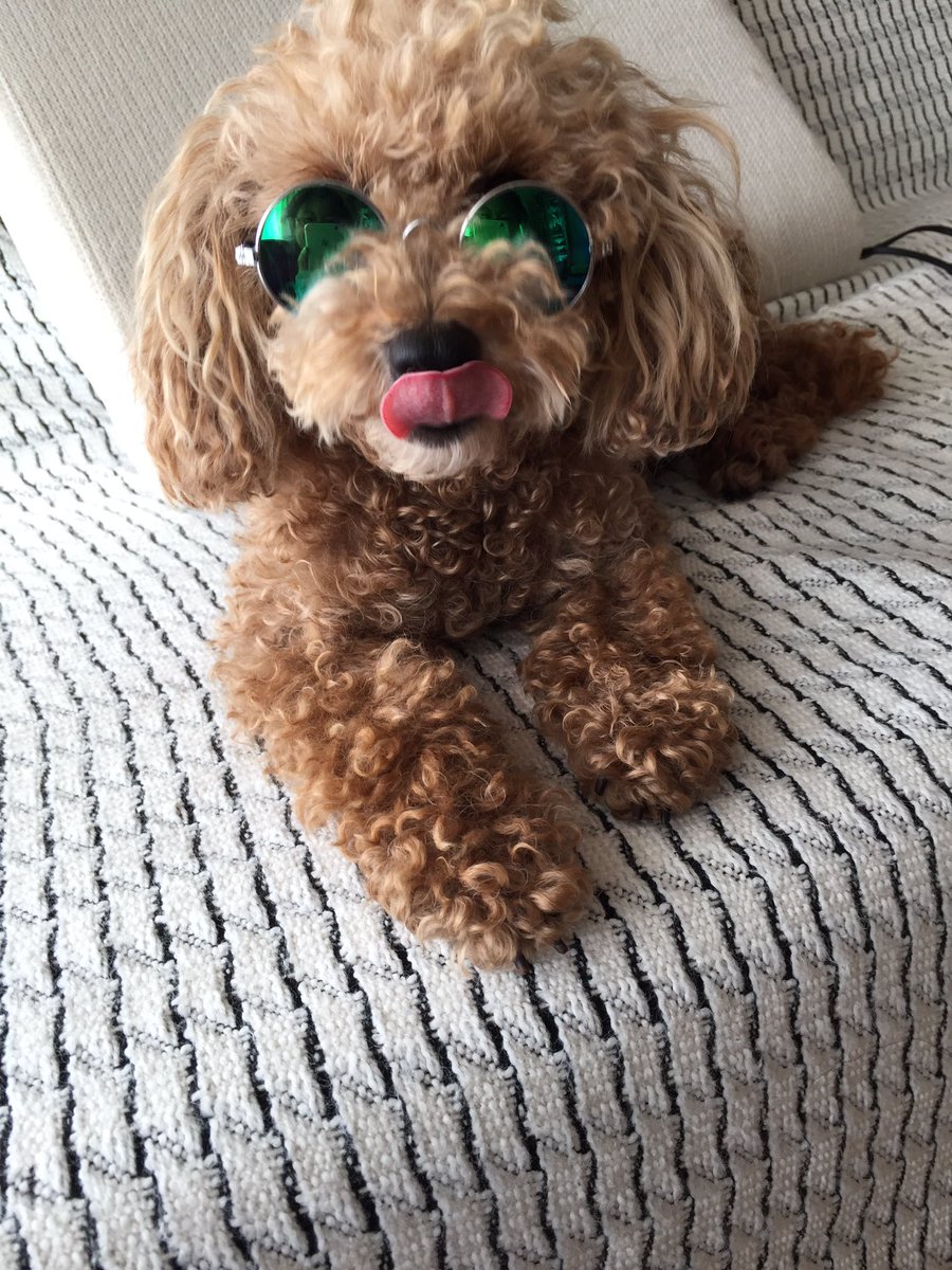犬用サングラス Twitter Search Twitter