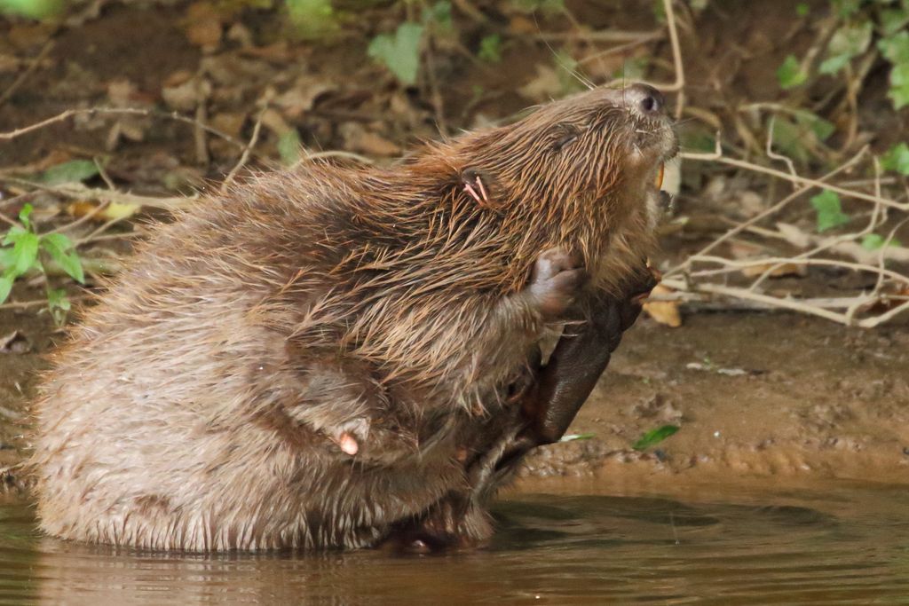 🎉AMAZING NEWS🎉 Following the 5 year River Otter Beaver Trial, we are thrilled to announce that Devon's beavers are back and THEY'RE HERE TO STAY! The government has just officially confirmed that beavers can stay in their Devon home!
📸 Mike Symes 
<a href="/WildlifeTrusts/">The Wildlife Trusts</a> <a href="/DefraGovUK/">Defra UK</a>