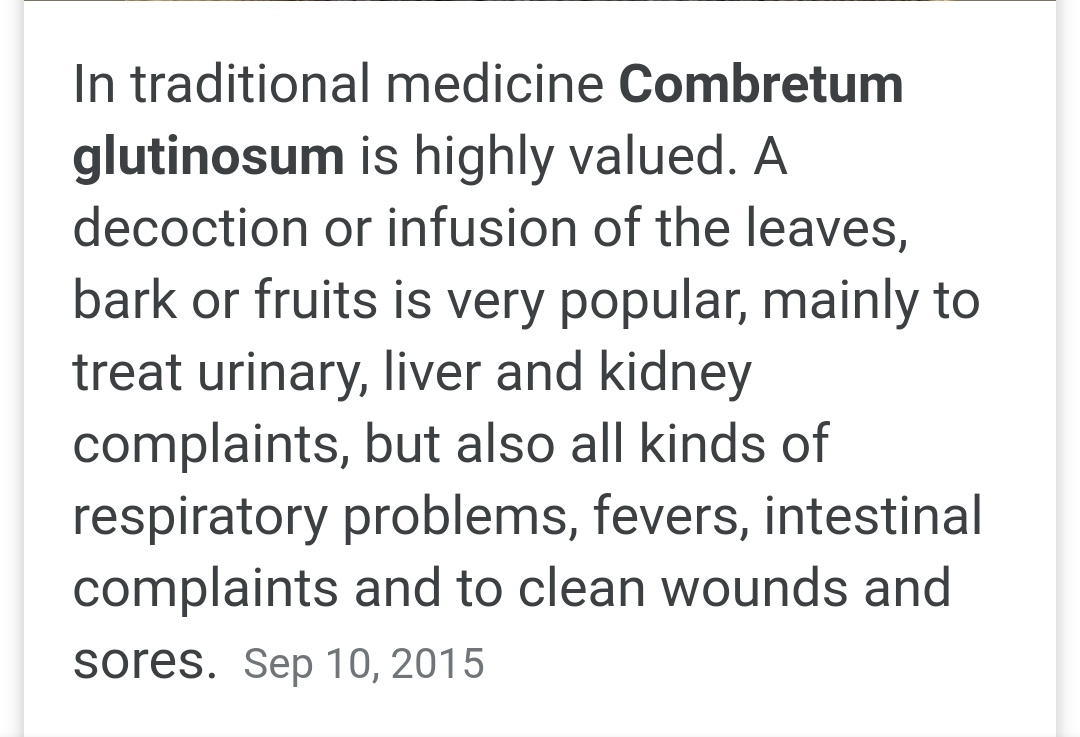 34. Hobbi rat/dooki/jambakatan ke/Combretum glutinosumDrink it The leaf which does not deceive is what the mandinka's call it!? Anyways, apparently has antioxidant, muscle relaxant, anti inflammatory properties.