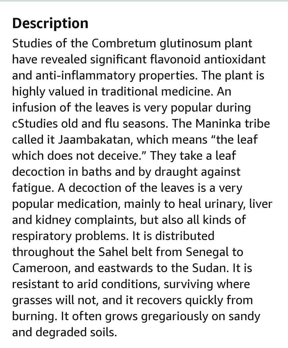 34. Hobbi rat/dooki/jambakatan ke/Combretum glutinosumDrink it The leaf which does not deceive is what the mandinka's call it!? Anyways, apparently has antioxidant, muscle relaxant, anti inflammatory properties.