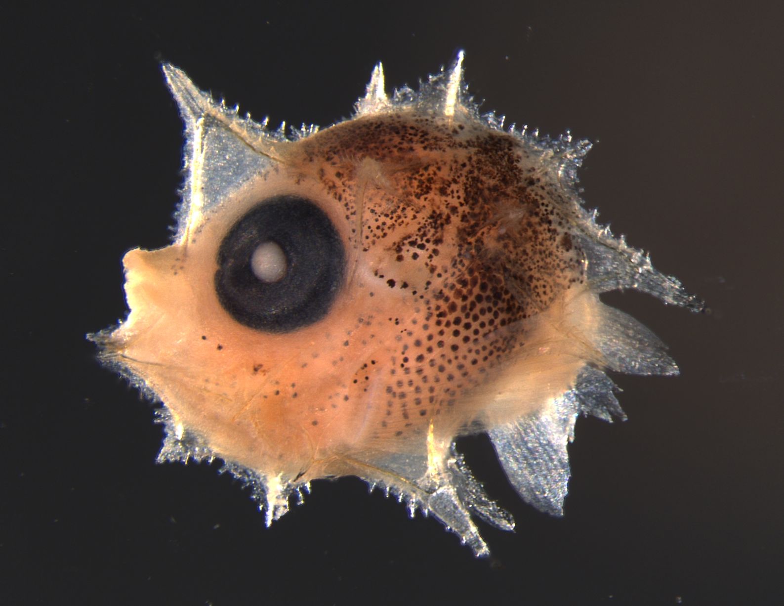 Australian scientists discover larvae of giant sunfish for first time