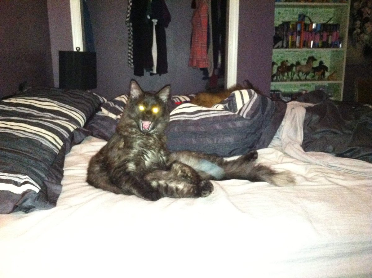 FocusCats's tweet image. Target Acquired

#cat #OutofFocusCats #oofc