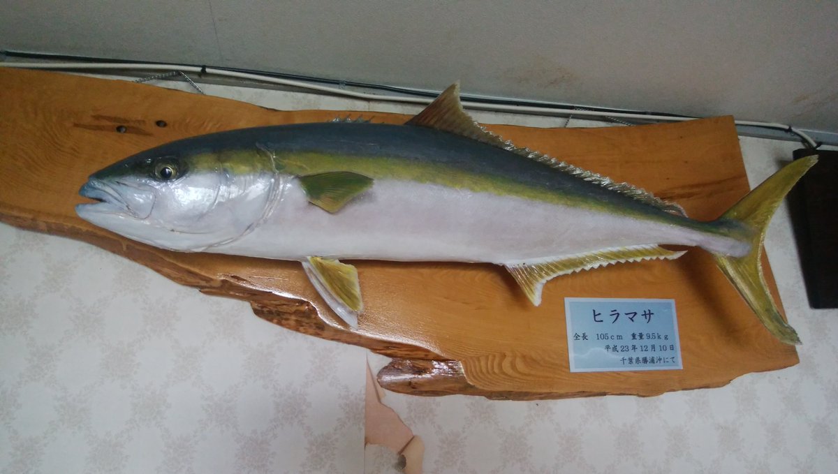 魚屋 天然堂 ヘダイ この作品の材料を釣り上げた時が初めて釣った時でした 姿も味も良くわりと好きな魚です