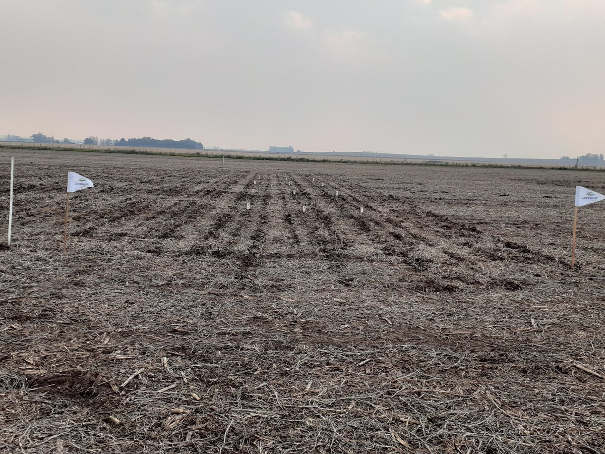 Sembrados los ensayos realizados, una vez más, junto a  <a href="/INTABalcarce/">INTABalcarce</a> 🌾👏