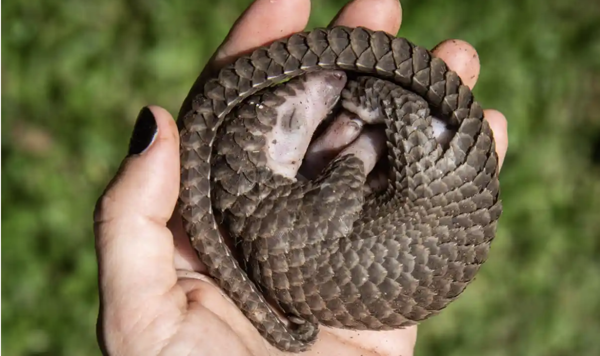 The Guardian view on wildlife in lockdown: feeling the pressure. If countries that use tourism to fund conservation are not supported, species and habitats will disappear <a href="/guardian/">The Guardian</a>  theguardian.com/commentisfree/…