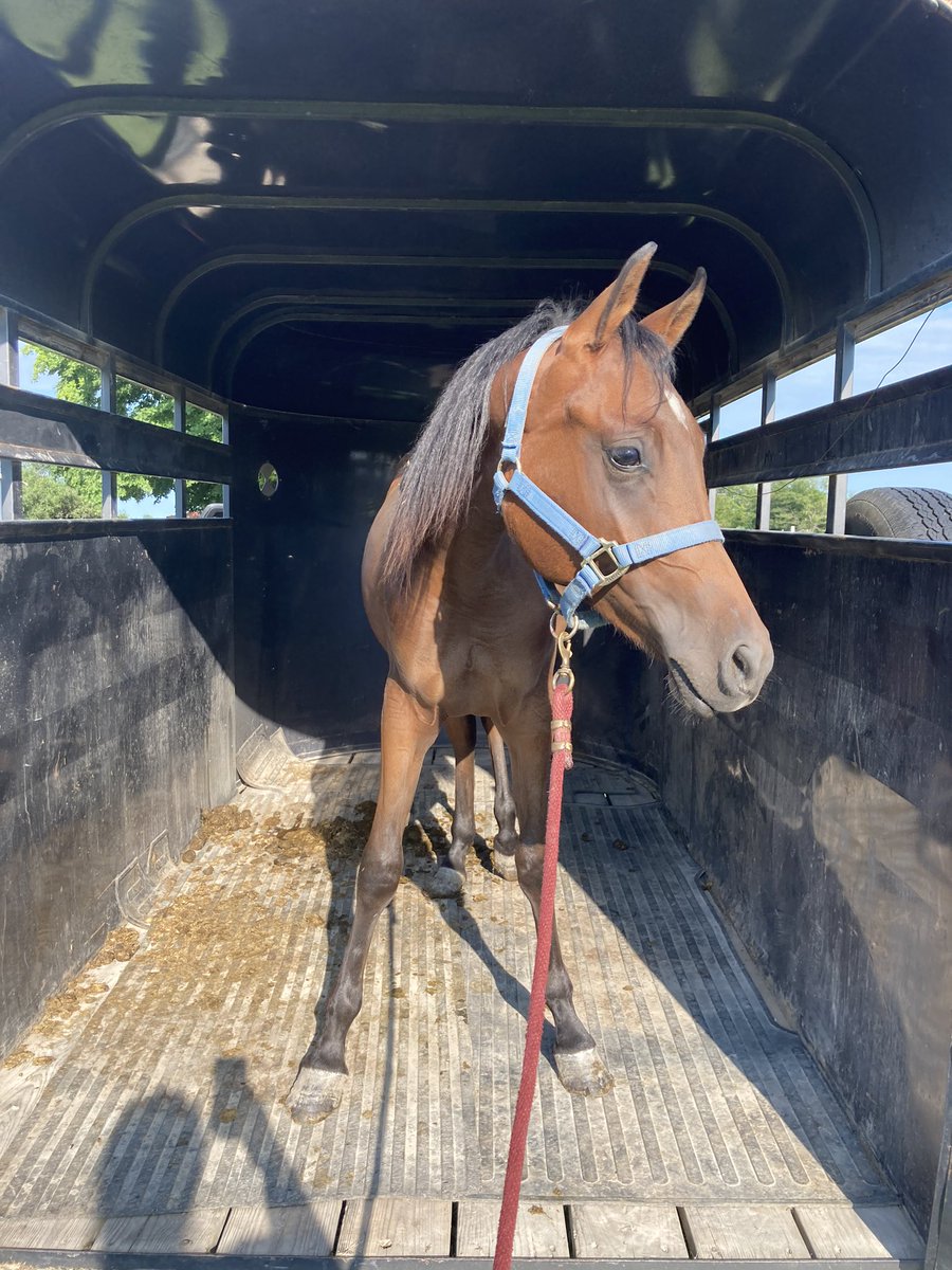 comarah_stables's tweet photo. Excited to Welcome Heaven’s Gift RN, he’s a lovely Ecaho grandson and hoping to make or show ring debut in halter next year! #ArabianHorse #purebredarabian #arabiangelding https://t.co/YbOwrUCz2x