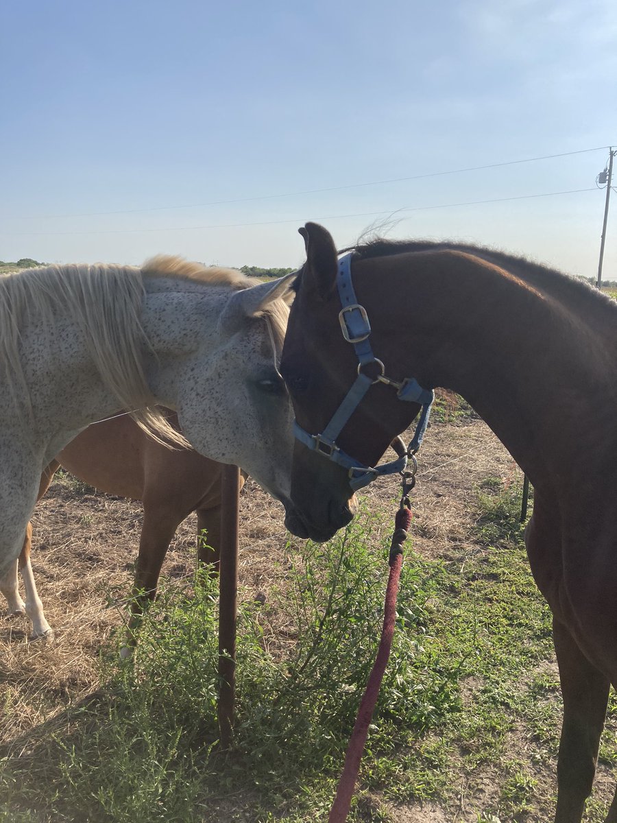 comarah_stables's tweet photo. Excited to Welcome Heaven’s Gift RN, he’s a lovely Ecaho grandson and hoping to make or show ring debut in halter next year! #ArabianHorse #purebredarabian #arabiangelding https://t.co/YbOwrUCz2x