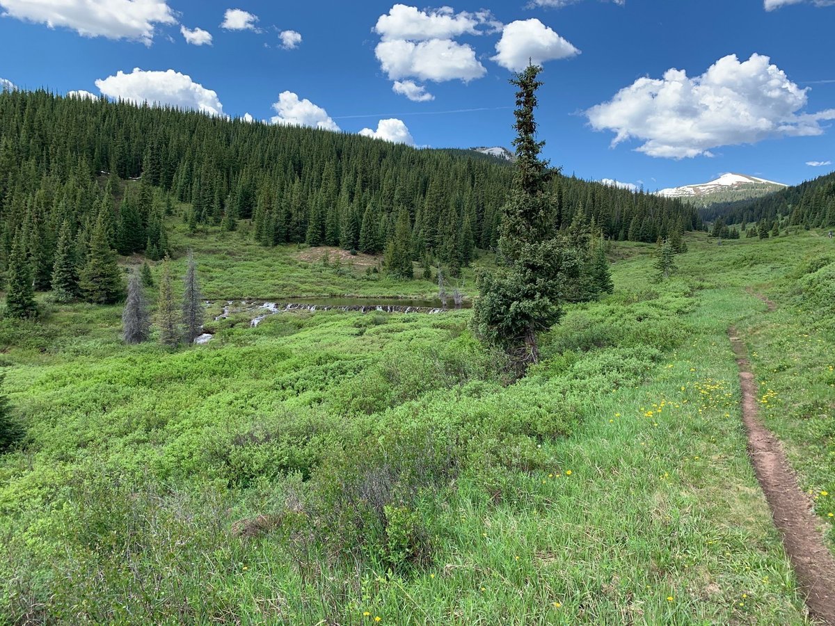 SkyRunCopper's tweet photo. Don't forget to soak in the alpine wildflowers while you're hiking!

The Wilder Gulch Trail is lookin’ good 🌲 https://t.co/TJQqWk6giJ