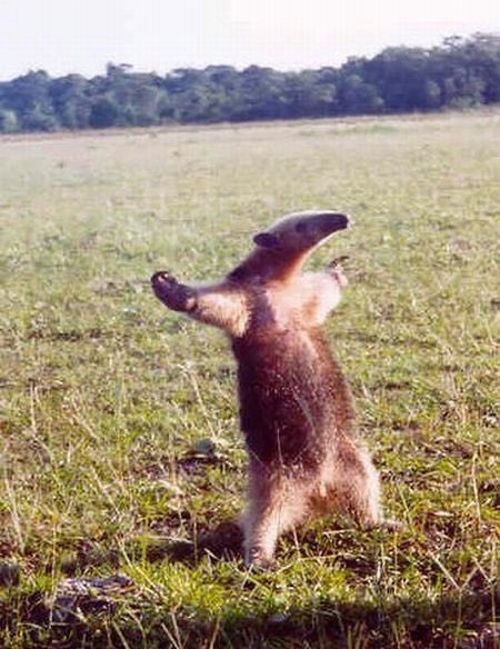 Just found out that ant eaters T-pose when they feel threatened :  r/FunnyAnimals