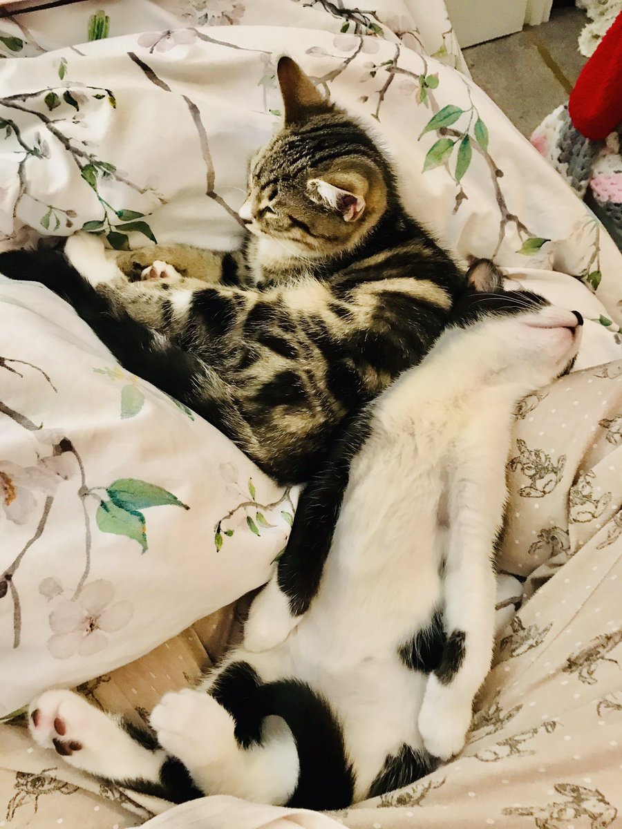 hipster_bear's tweet photo. I was very unsure about my baby sisters at first but now I’m in love, especially with #maggiethecat She looks like my older sister who died &amp; broke my heart. I was very lonely but now do zoomies all day followed by treats &amp; catnaps💗😻#covid #buddies #catsofinstagram https://t.co/5P3FFppUuK