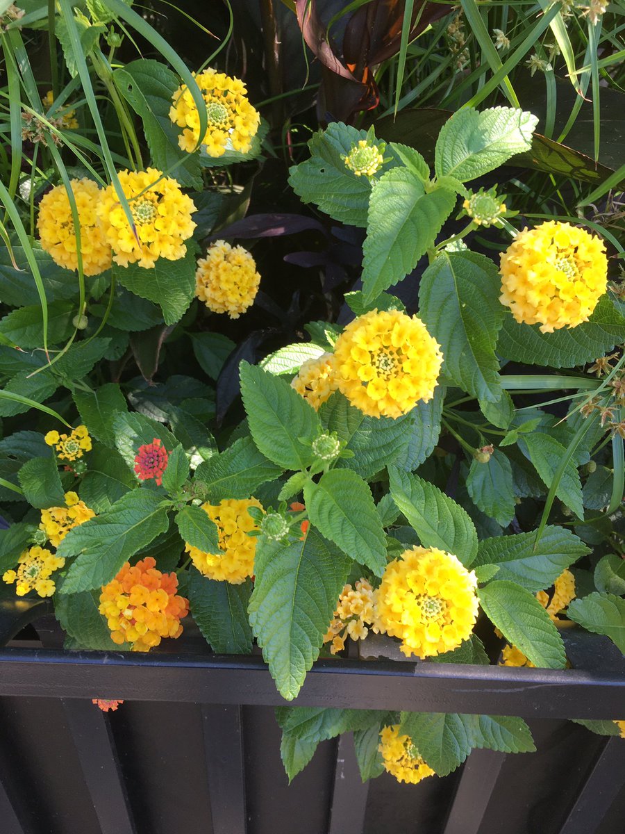 Came across an old nemesis today- Lantana camara. Used as ornamental, pretty and pampered, here in BC, Canada, but a noxious invader in many parts of the world! I spent my early career in South Africa doing research into biocontrol of this difficult weed😁