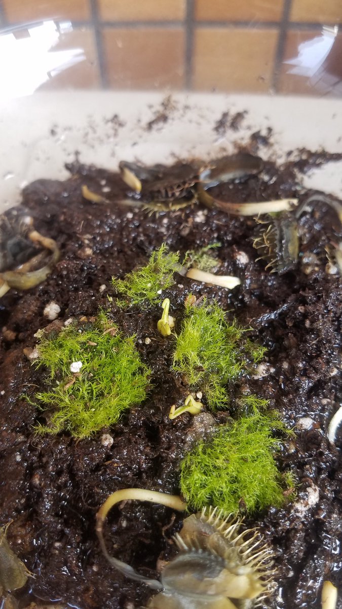  Update:Welp. This is the extremely sorry state of my Venus fly traps. This morning, in an attempt to save them, I uprooted them, removed all the dead leaves, then replanted them.There were still a few shoots on each plant, and I'm hoping those survive.