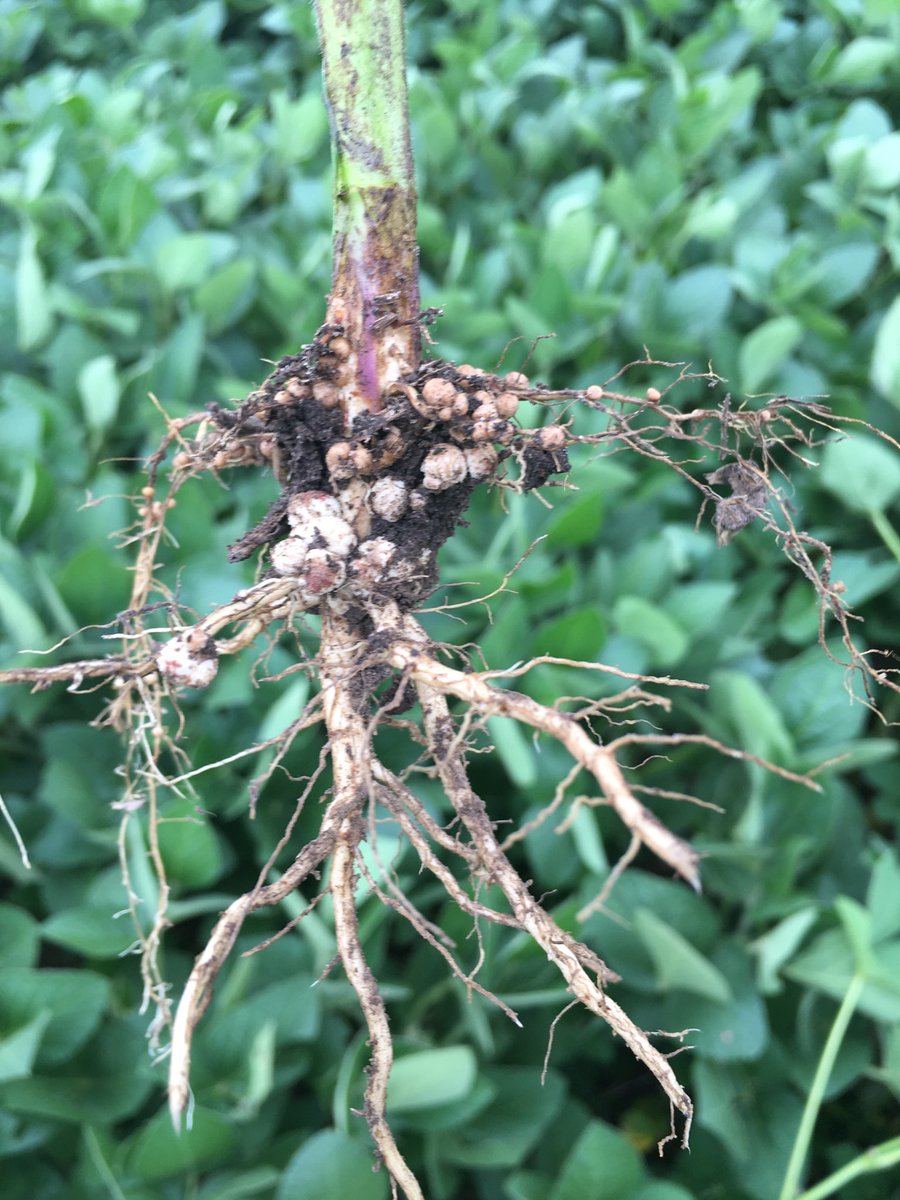 Derek Cattoor tweet media