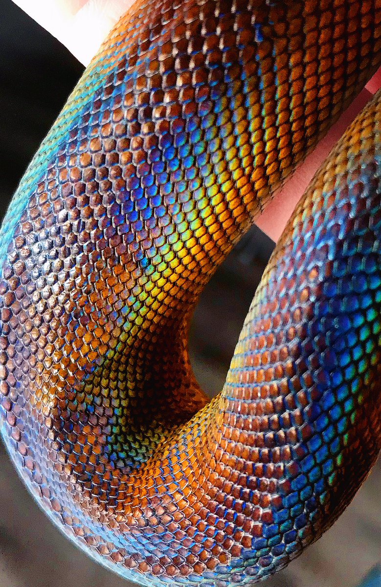 Twilight_Saint's tweet photo. Daaaaaaamn, son👑
Imperio, my Northern #WhiteLippedPython. Raised &amp; owned by myself🐍💙

#leiopython #dalbertspython #snake #reptiles https://t.co/eGa3hs6NSU