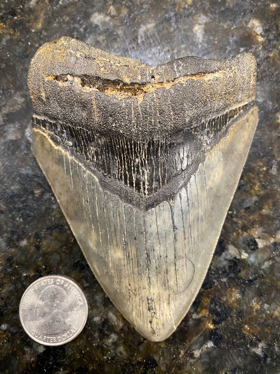 btcleary's tweet photo. @joshuagates Love X Unknown &amp; how creative the team has been lately. Question: will you go shark tooth hunting with me.. or at least make an episode about it sometime?  My late grandfather found this Meg tooth in a 10 ft ditch 30 miles from Charleston��s beaches in Summerville, SC #HoneyHole https://t.co/cB0cZMN6bQ