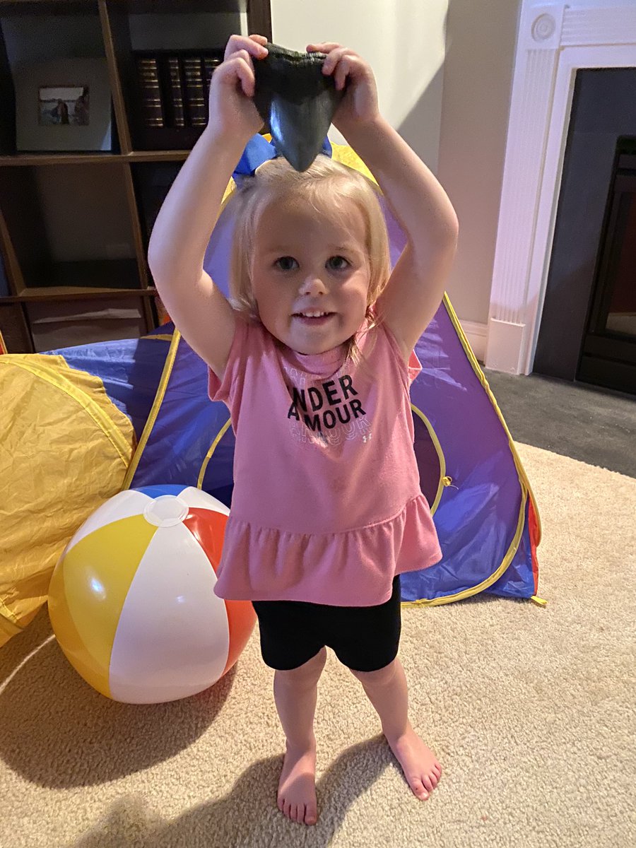 btcleary's tweet photo. @joshuagates Love X Unknown &amp; how creative the team has been lately. Question: will you go shark tooth hunting with me.. or at least make an episode about it sometime?  My late grandfather found this Meg tooth in a 10 ft ditch 30 miles from Charleston��s beaches in Summerville, SC #HoneyHole https://t.co/cB0cZMN6bQ