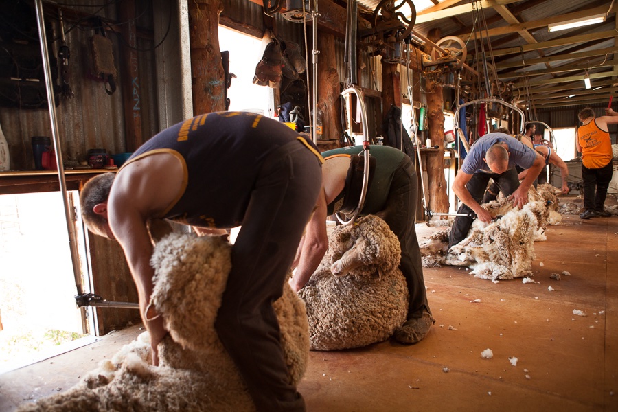 AWIExtensionNSW's tweet photo. Not too late to register for today's webinar ft @WoolExchange registrar Fiona Raleigh discussing wool clip prep in 2020. Given current market, any tips welcome! 1 pm - Reg: https://t.co/PRMKvqChJS
@woolinnovation @WoolProducers #weknowsheep #weknowwool #shearing2020 #Merino https://t.co/Nm5p57iNKL