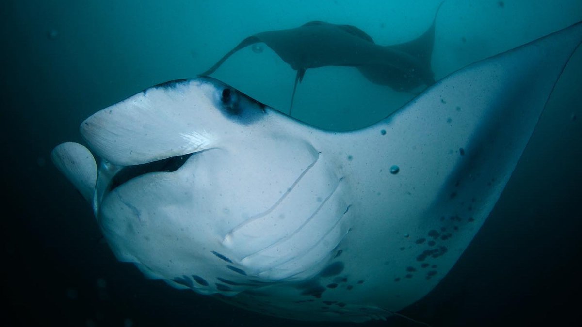 Diving_deals's tweet photo. There is still up to 30% OFF in #KOMODO on certain Liveaboards,
up to 30% OFF in #RAJA AMPAT, 25% off in #THAILAND and 
up to 25% in The #MALDIVES
Check https://t.co/arjxhcwR65 to see these special offers and many more.

#Similans #Liveaboard #Scuba #ScubaDiving #Diving #Divetrip https://t.co/2iKwP5z03G