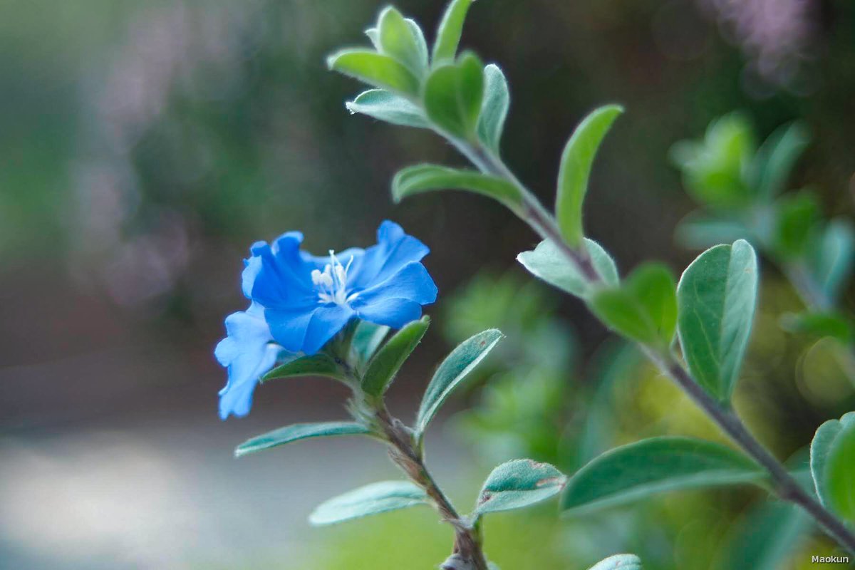 マオ アメリカンブルー 花言葉 清潔 清涼感 あふれる思い ２人の絆 くっきりとした青い花が 美しいですね 夏らしい花言葉 夏には青は涼しいです O O アメリカンブルー オールドレンズ 花写真 朝の時間 T Co I2dxwytnwf