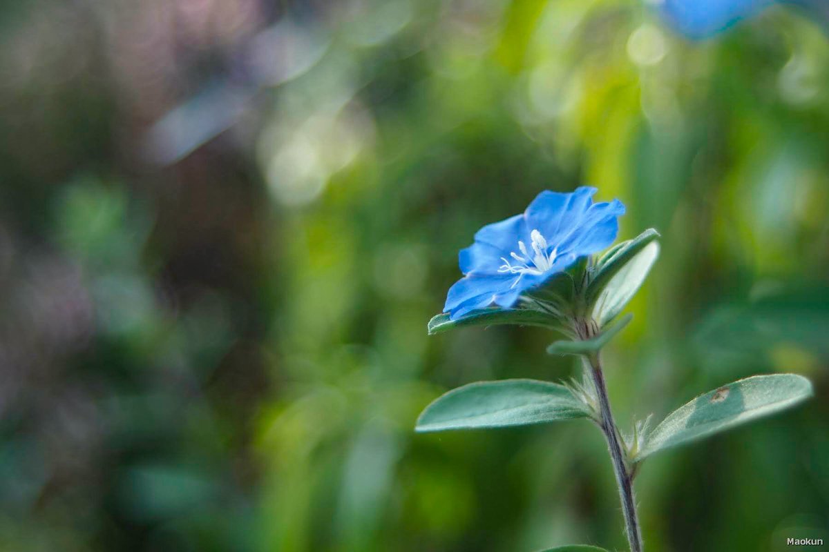 マオ アメリカンブルー 花言葉 清潔 清涼感 あふれる思い ２人の絆 くっきりとした青い花が 美しいですね 夏らしい花言葉 夏には青は涼しいです O O アメリカンブルー オールドレンズ 花写真 朝の時間 T Co I2dxwytnwf