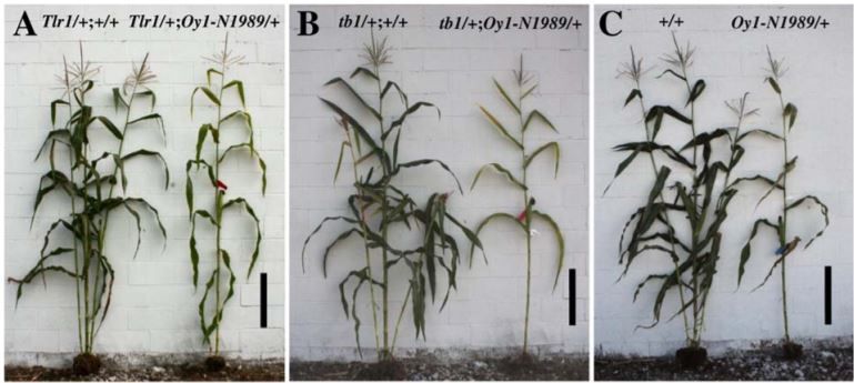 plantae_org's tweet image. PLANT PHYSIOLOYG:  Variation in maize chlorophyll biosynthesis alters plant architecture #Maize #LeafDevelopment #Photosynthesis #PlantSci #PlantBiology @KhanguraRajdeep @BrianDilkeshttps://buff.ly/3kmFSXt