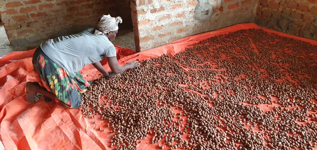 The season has started and we are getting ready to share our pride from northern #Uganda #Sheabutter #Kitgum #Acholipride