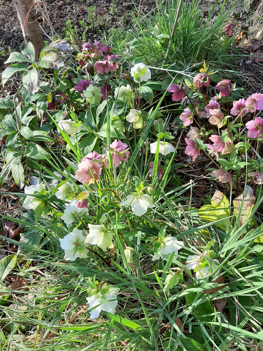 ClaussBirgit's tweet image. Springtime is always a new beginning! #EmbraceYourPowers #koru #newbeginnings #NewZealand