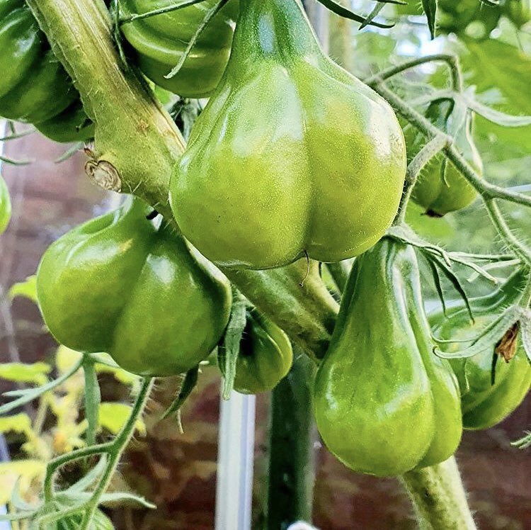 Chloe Peters tweet media